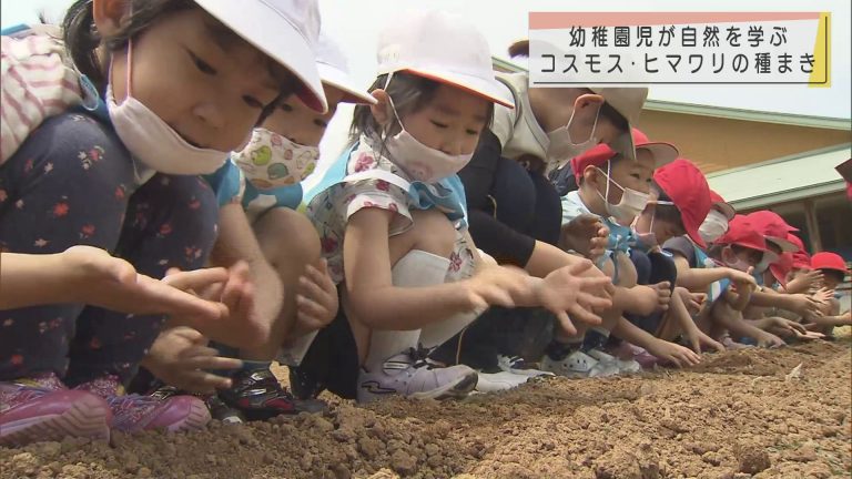 Abaニュース 青森市の幼稚園児がコスモスとヒマワリ 初めての種まき