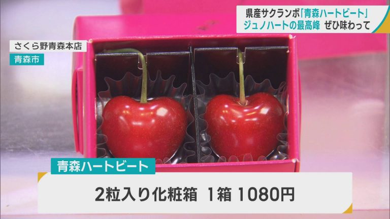県産サクランボ「青森ハートビート」の販売始まる ジュノハートの最高峰ぜひ味わって | ABAニュース